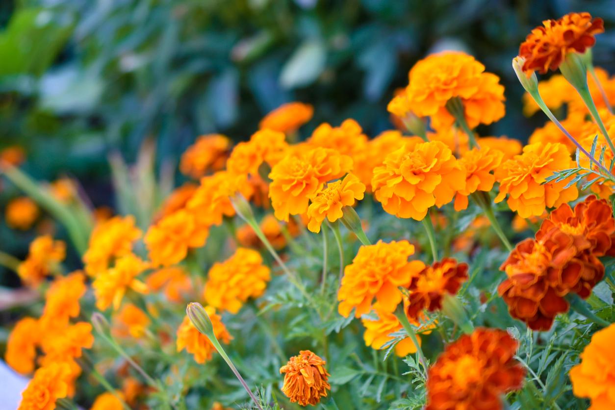 Orange and red marigolds