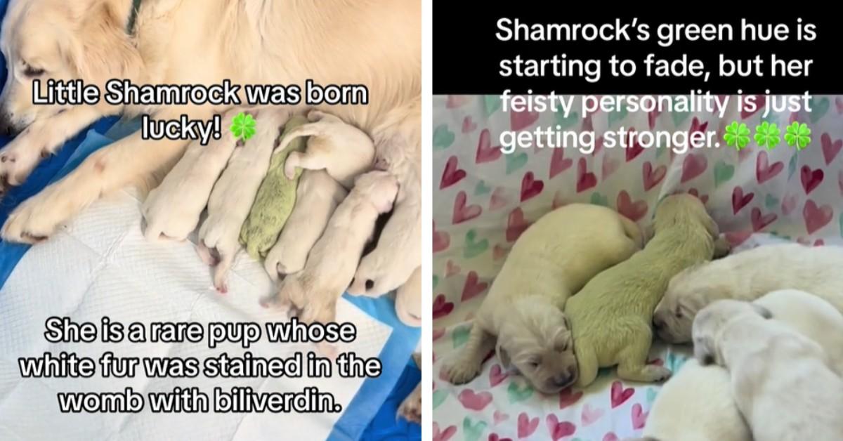 Shamrock the green golden retriever