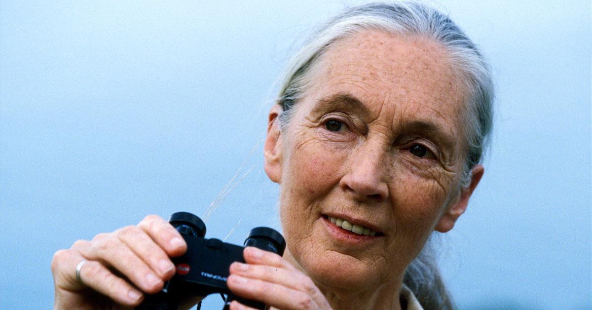 Jane Goodall