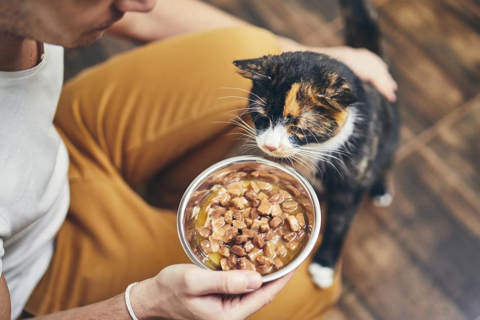 Small cat next to man holding a bowl of wet cat food.