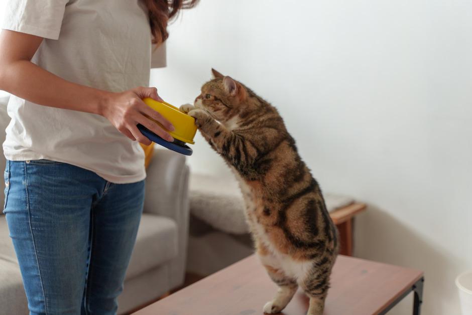Cat reaching for food bowl that owner is holding.