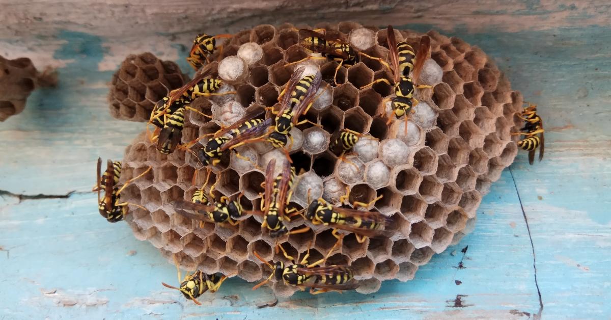 A wasp nest.