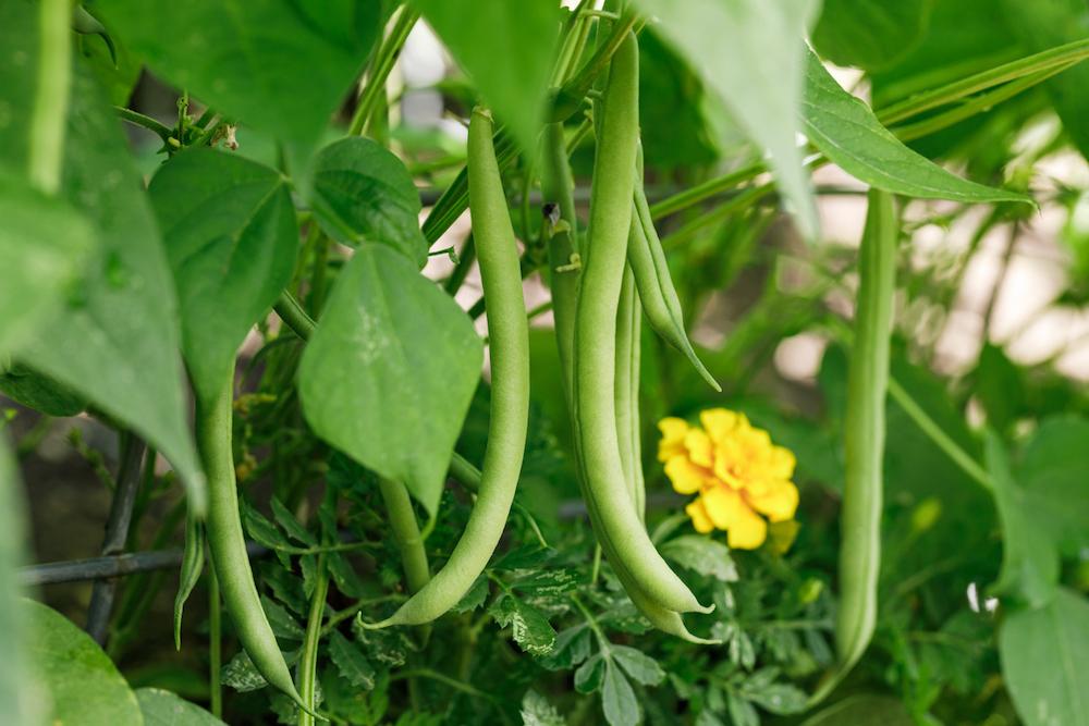 Green beans on a vine.