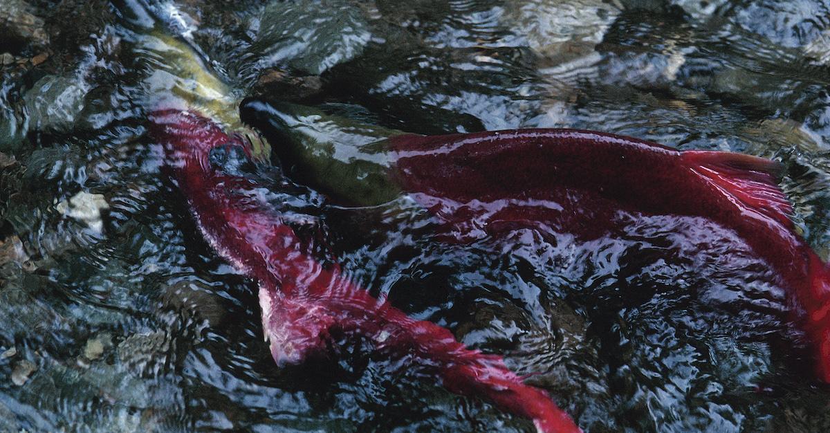How do pesticides affect marine life?
