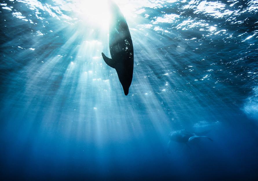 Silhouette of a dolphin diving into deep blue ocean waters with another dolphin figure in the background.