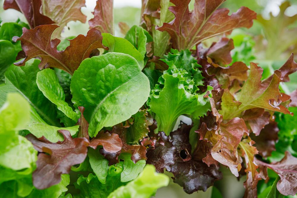 Lettuce growing.