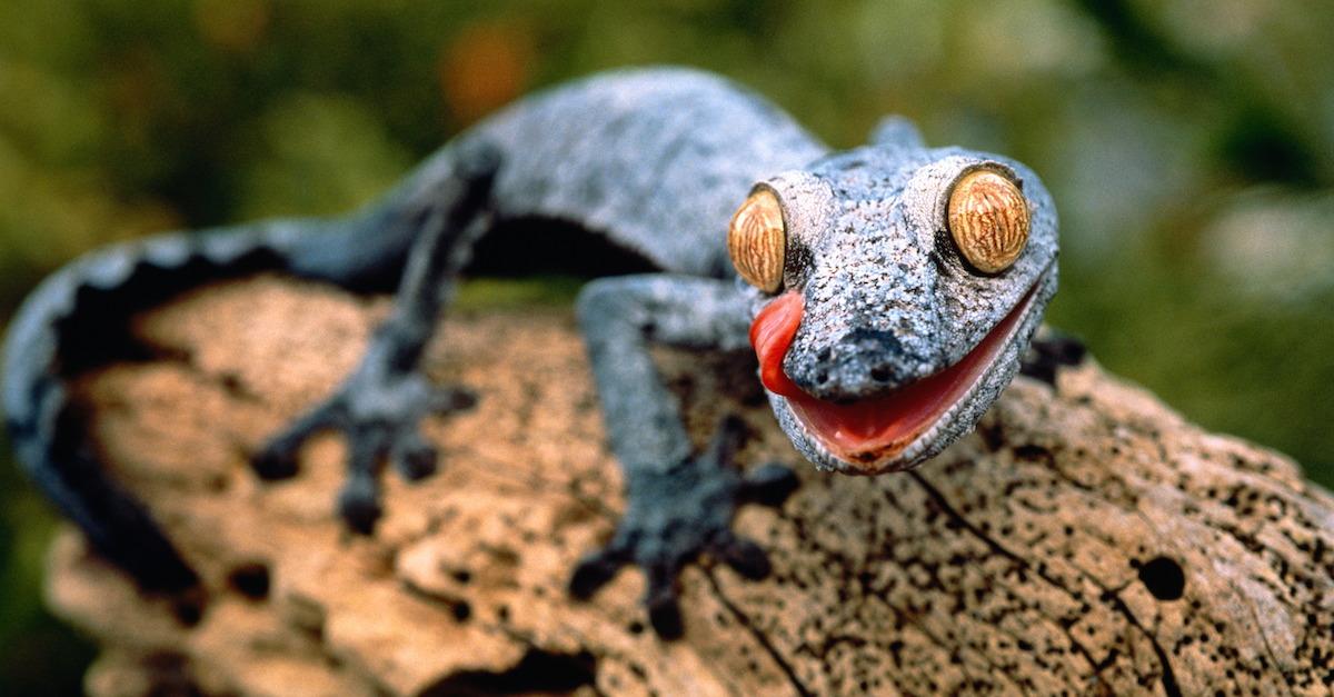 Gecko
