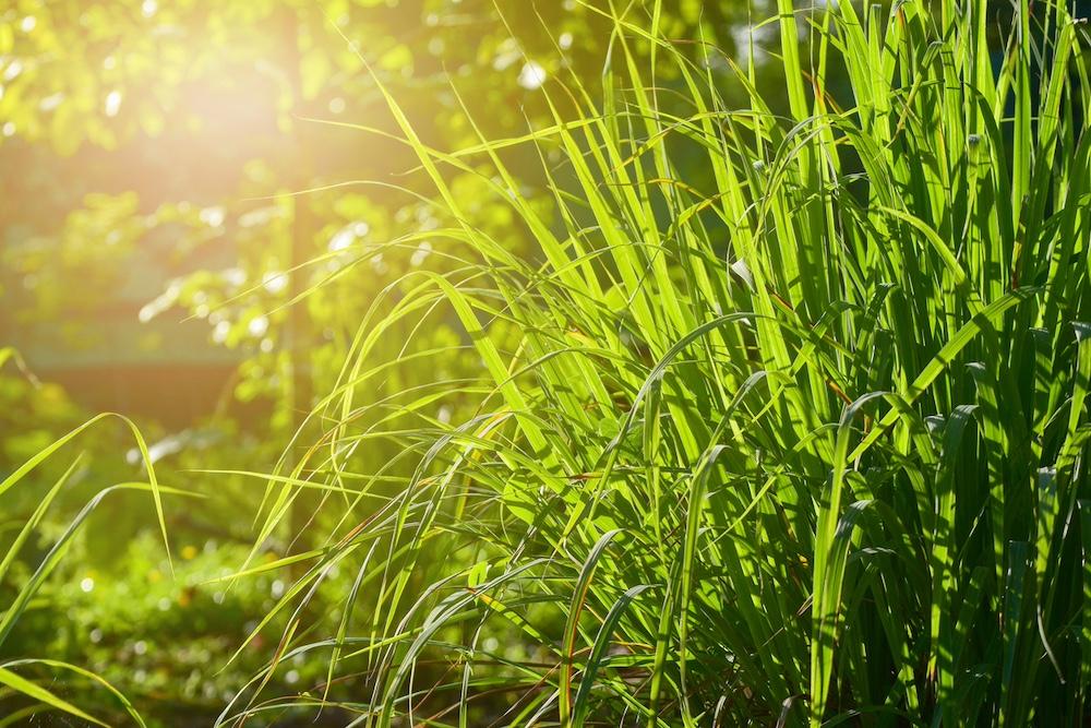 Lemongrass growing in a garden.