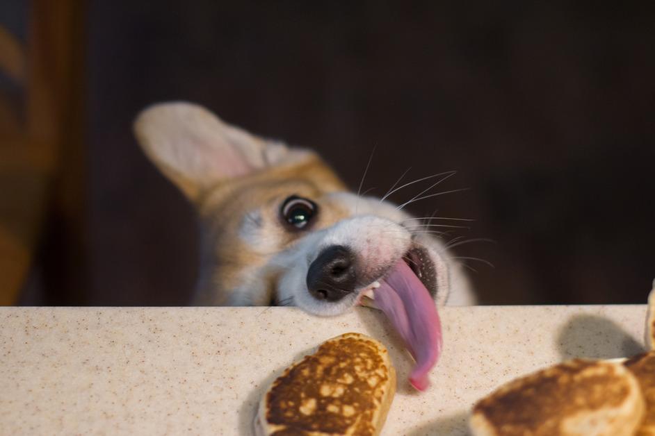 Corgi trying to steal food from table.