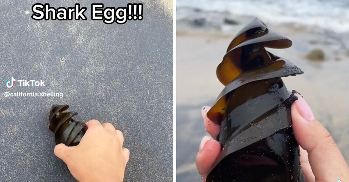 Two screenshots showing a shark egg on a beach