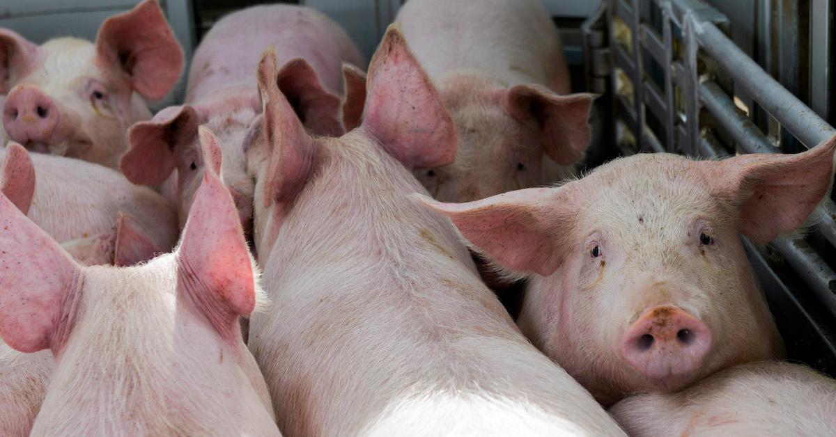 pigs truck