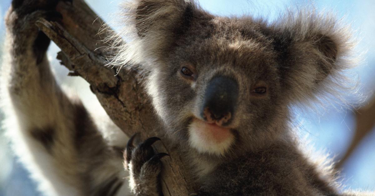 Koala Population