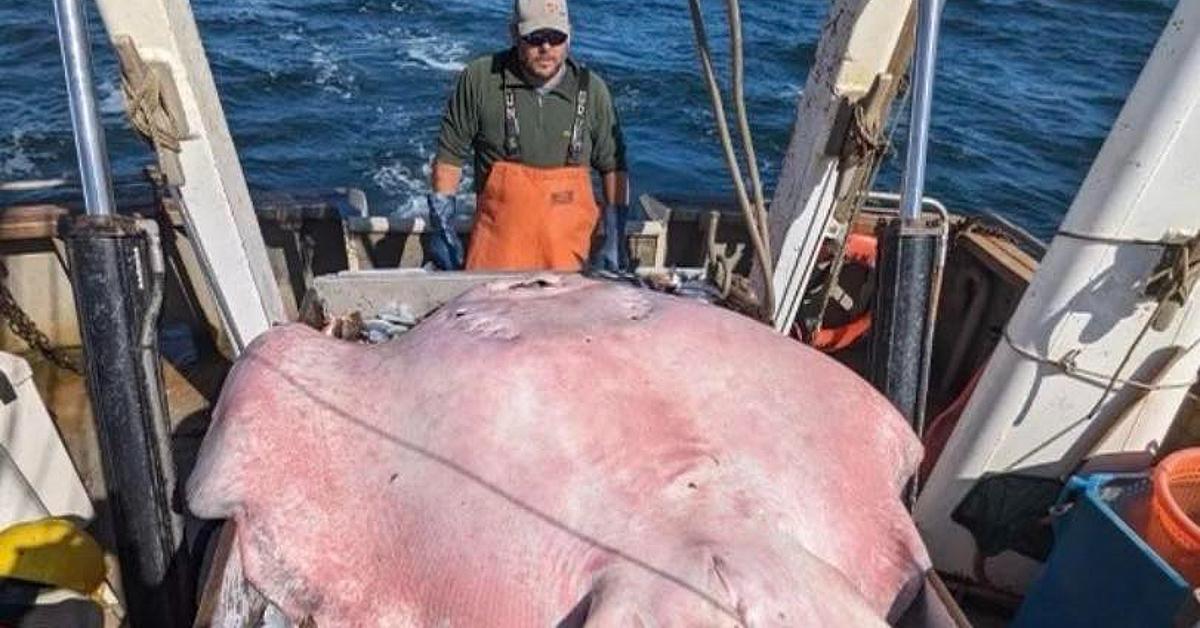 Connecticut Department of Energy and Environmental Protection official and 400-pound roughtail stingray on boat