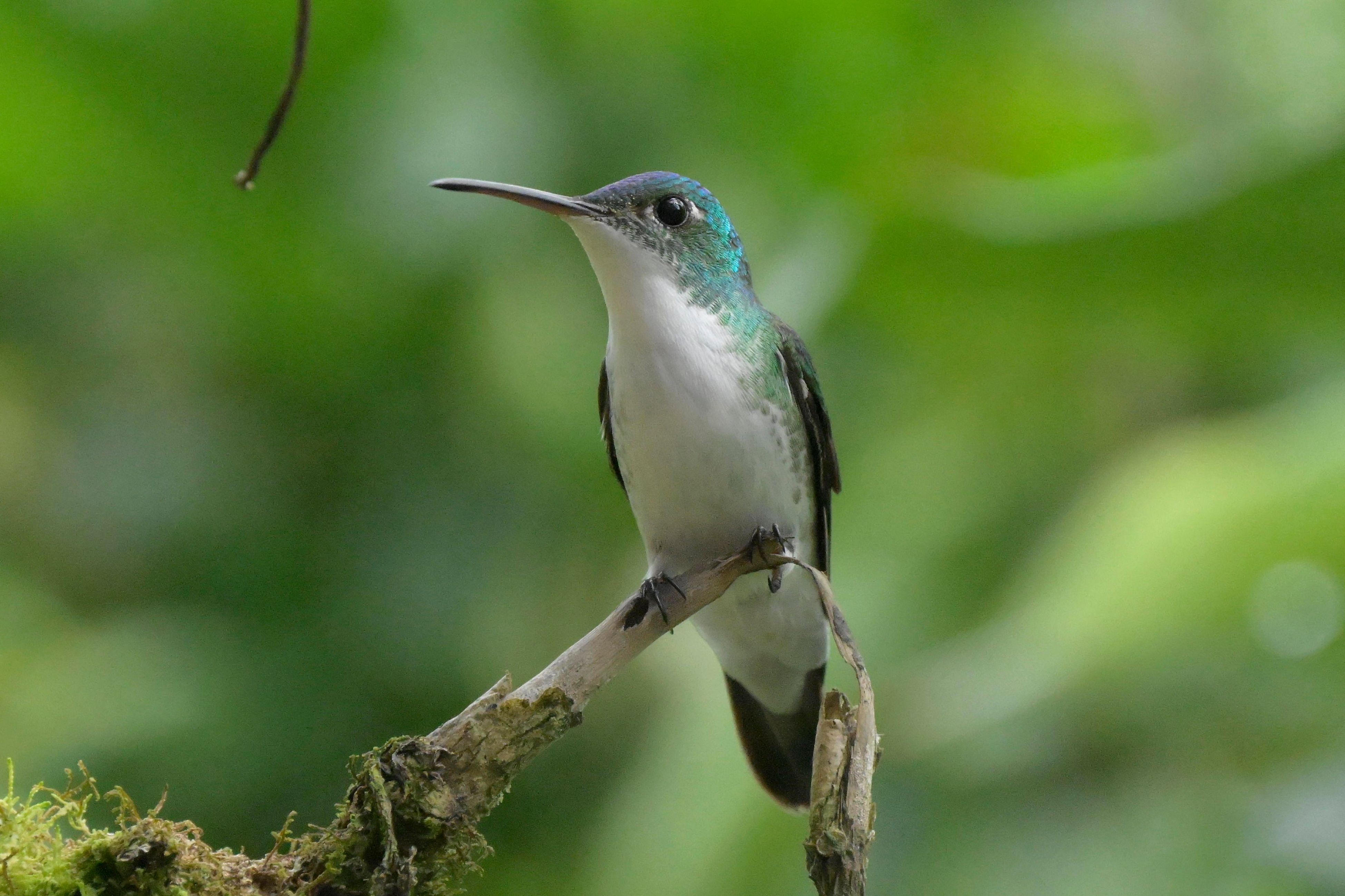 Hummingbird perched on a branch