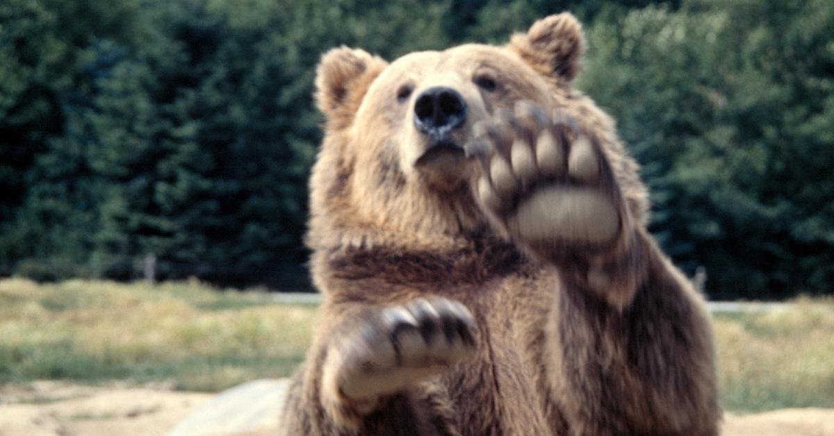 Bear Encounter