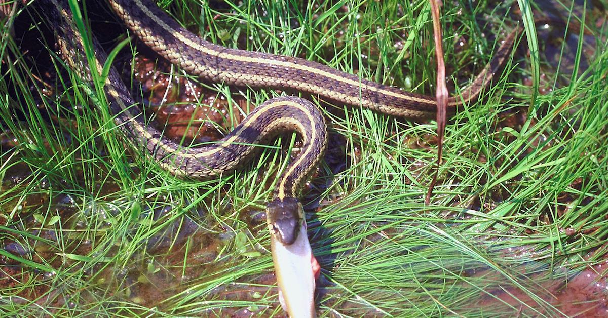 Are garter snakes dangerous?
