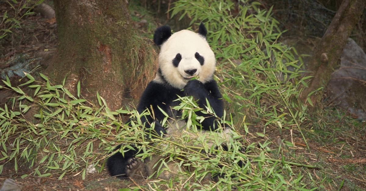 Panda bear eating bamboo.