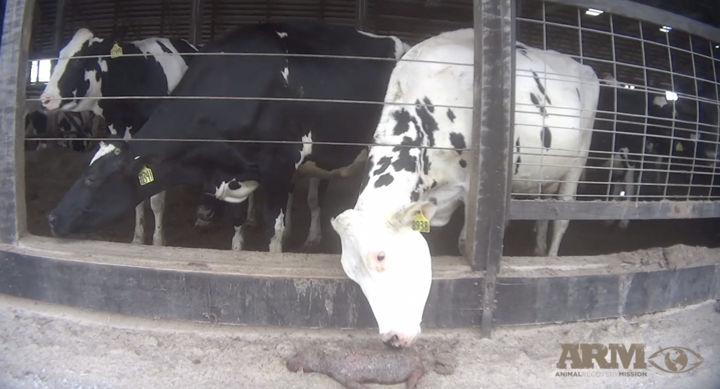 Fairlife Animal Recovery Mission
