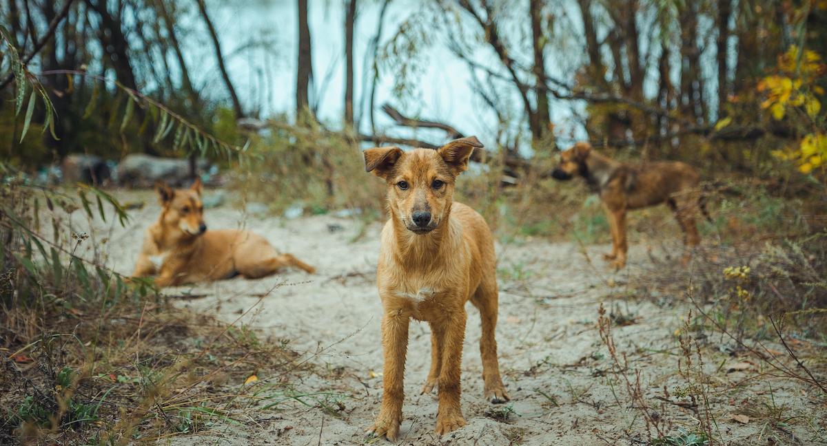 dogs chernobyl