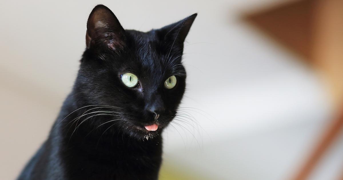 why does my cat drool when i pet him