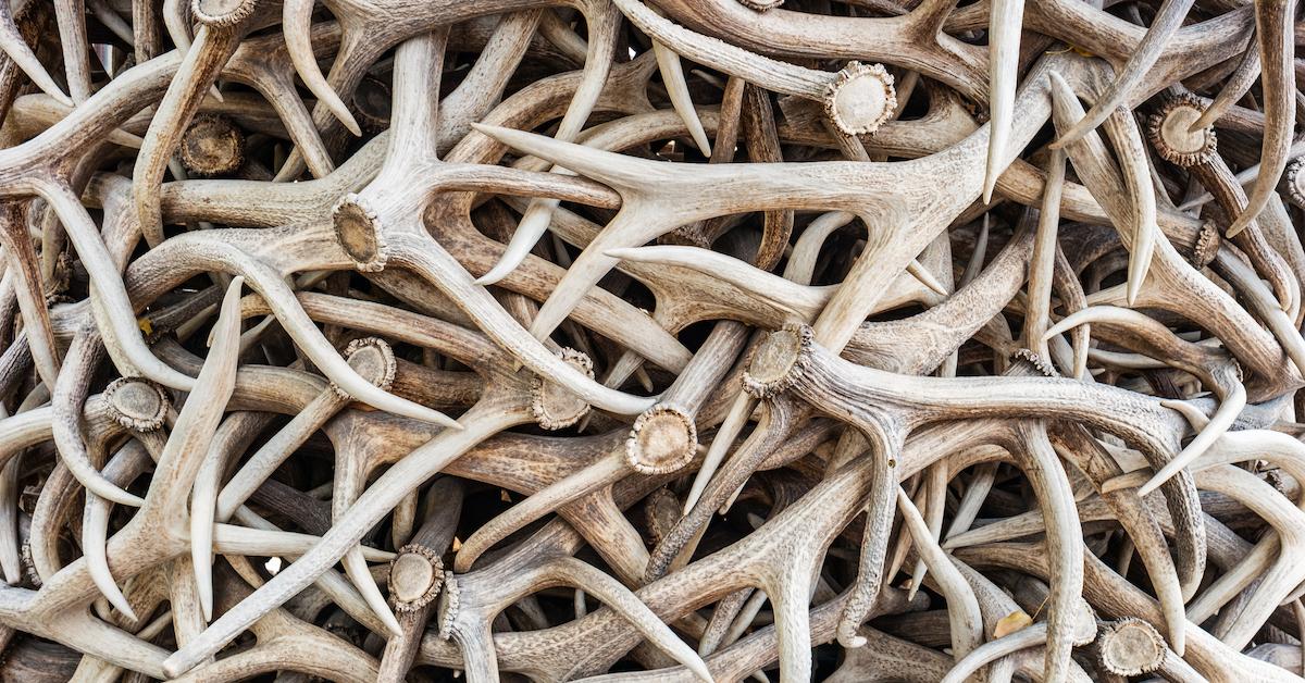 A pile of antlers