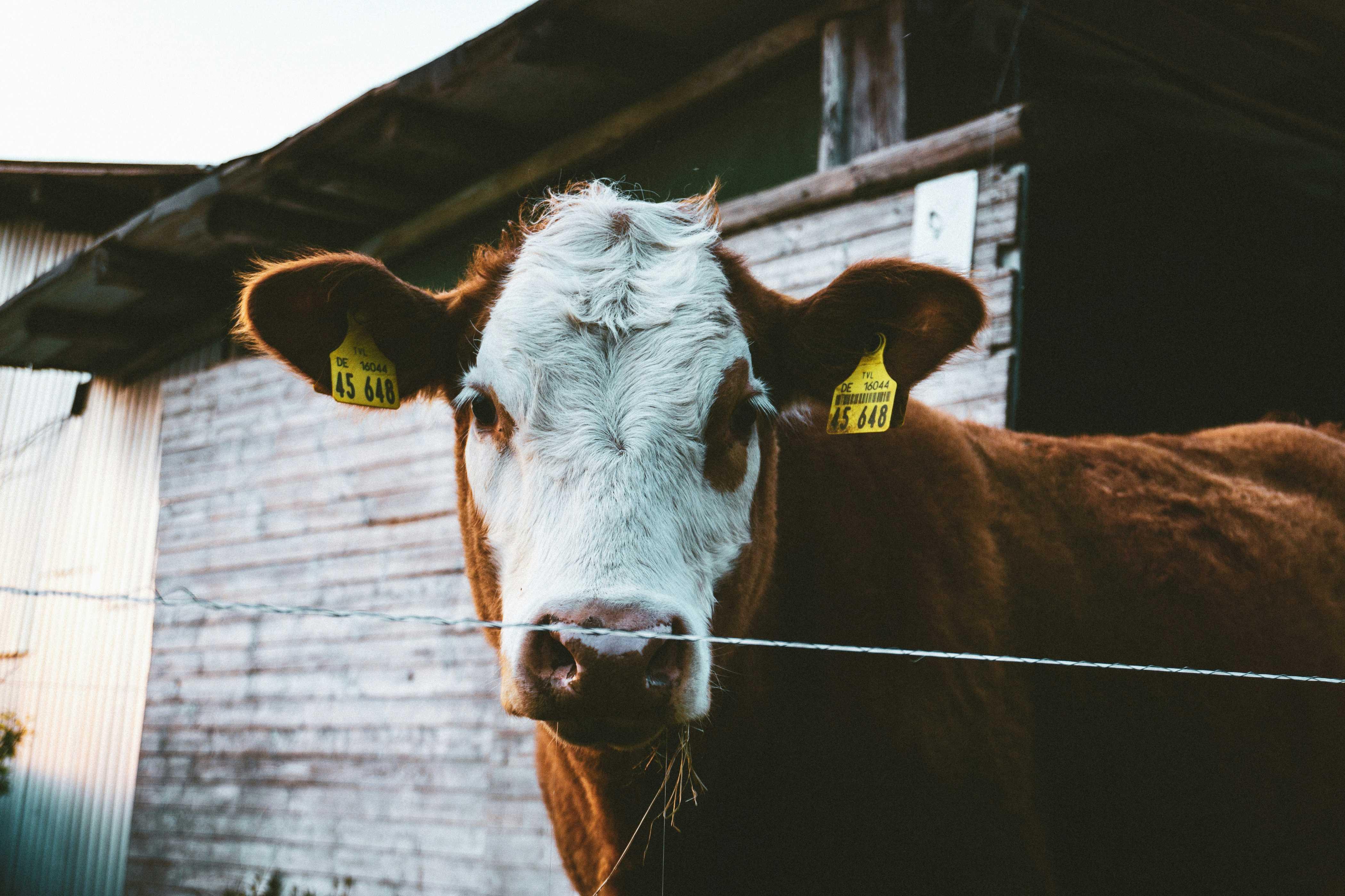 A cow is pictured outside of a barn, in front of barbed wire, with yellow tags pierced through both of her ears.