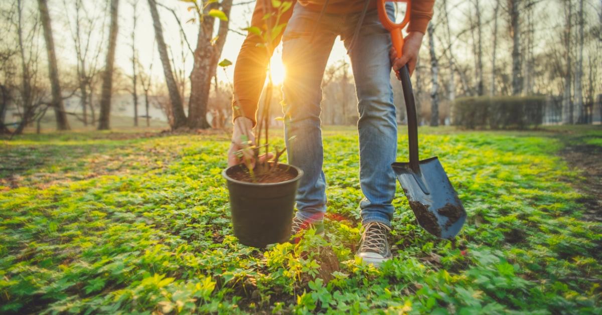 A person carrying a shovel puts a potted tree down in the forest with the sun peaking through in the back.