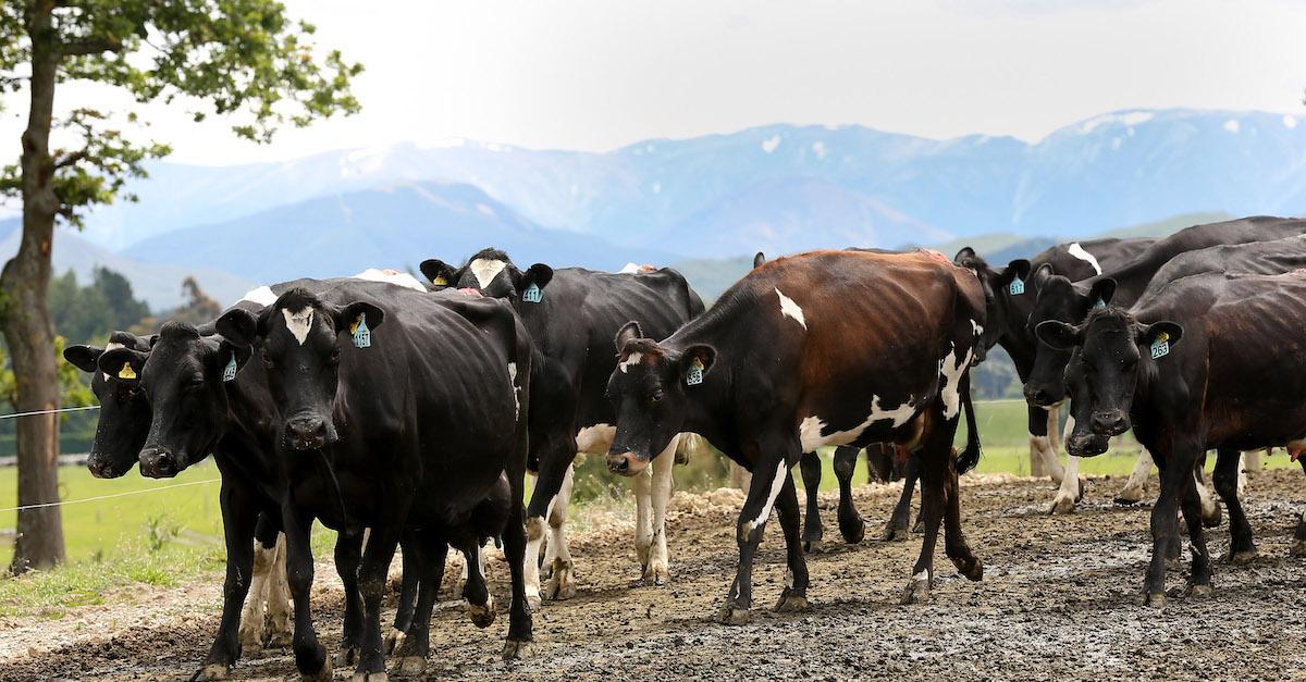 Cow Burps