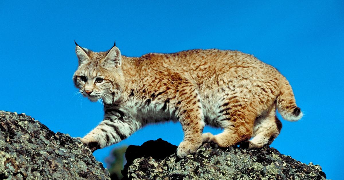 Iberian Lynx