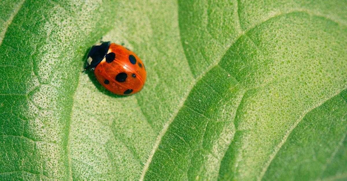 Close-up photograph of a ladybug on a leaf.