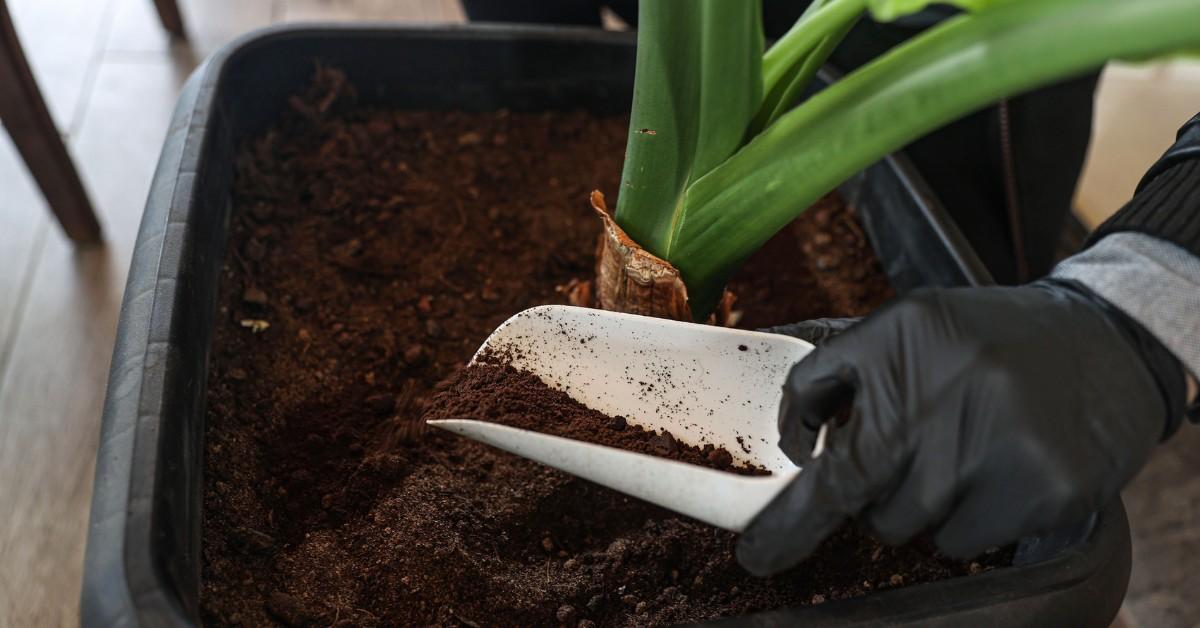 Ground coffee soil amendments 