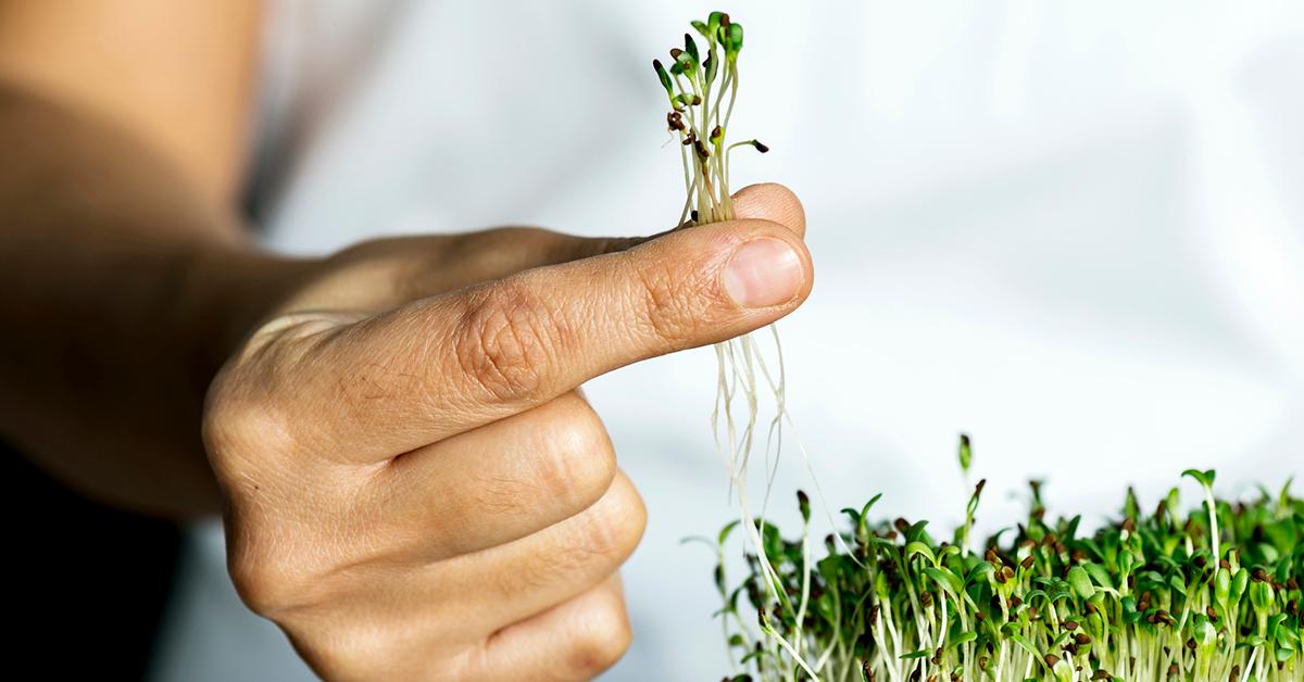 grow microgreens home