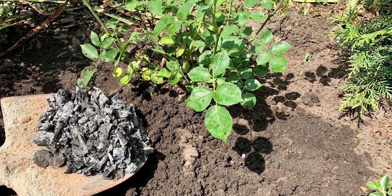 A shovel full of charcoal ash next to a plant sprouting from the ground.
