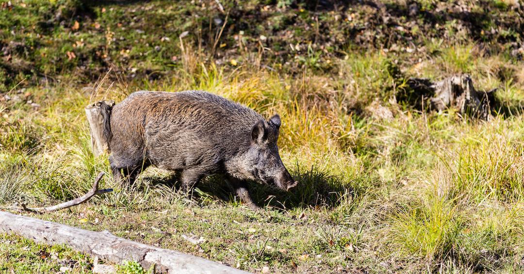 Canadian Super Pig