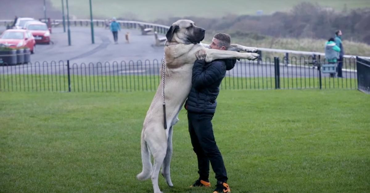 Yorkshire dog trainer Dylan Shaw standing with his Turkish Malakli called Abu, aka the U.K.'s biggest dog