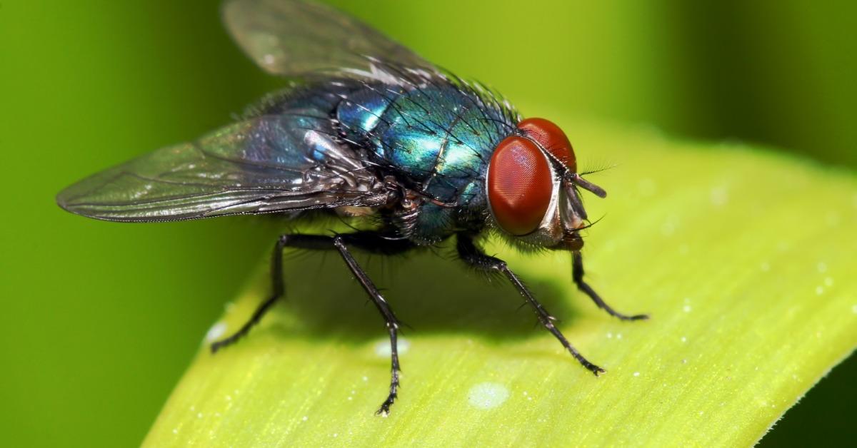 Flies