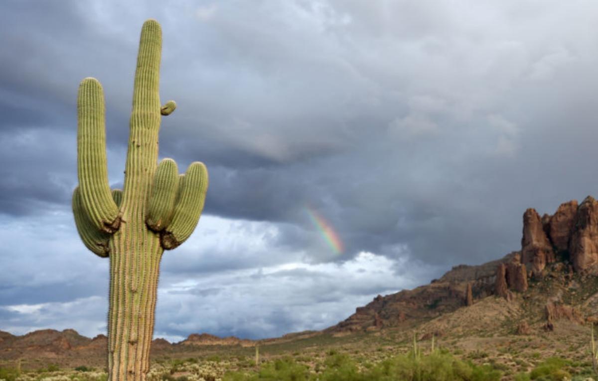 Saguaro cactus with a hint of rainbow in the sky